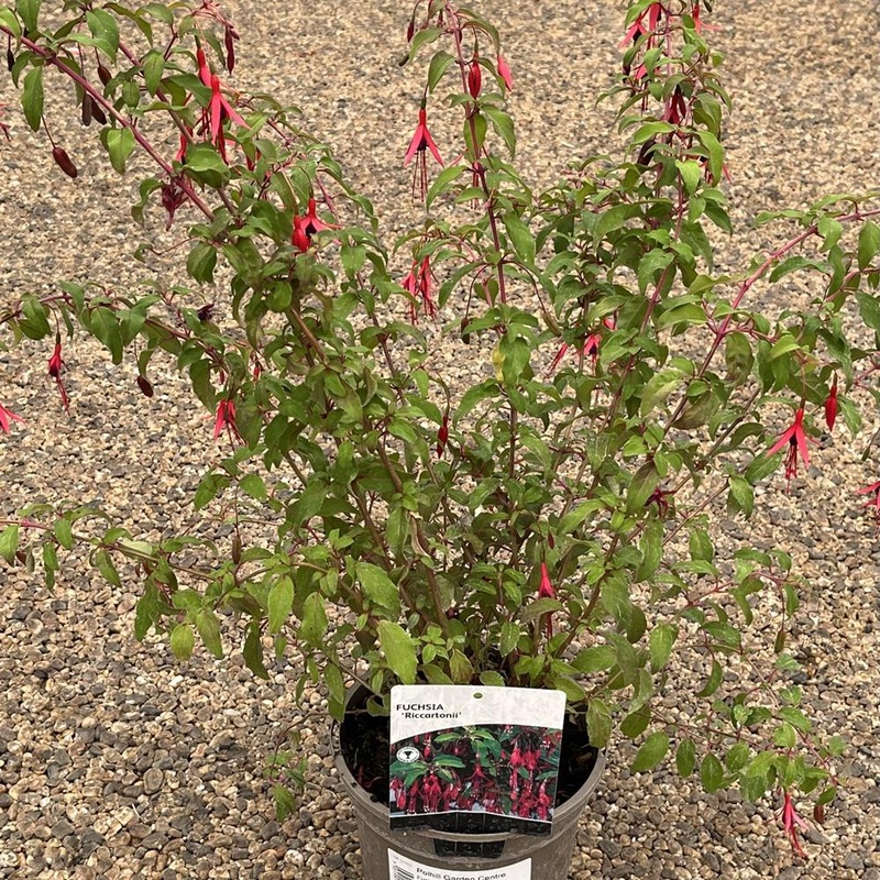 Fuchsia Riccartonii 2L