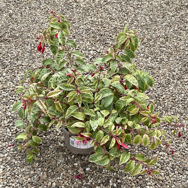 Fuchsia ‘Tom West’ 2L