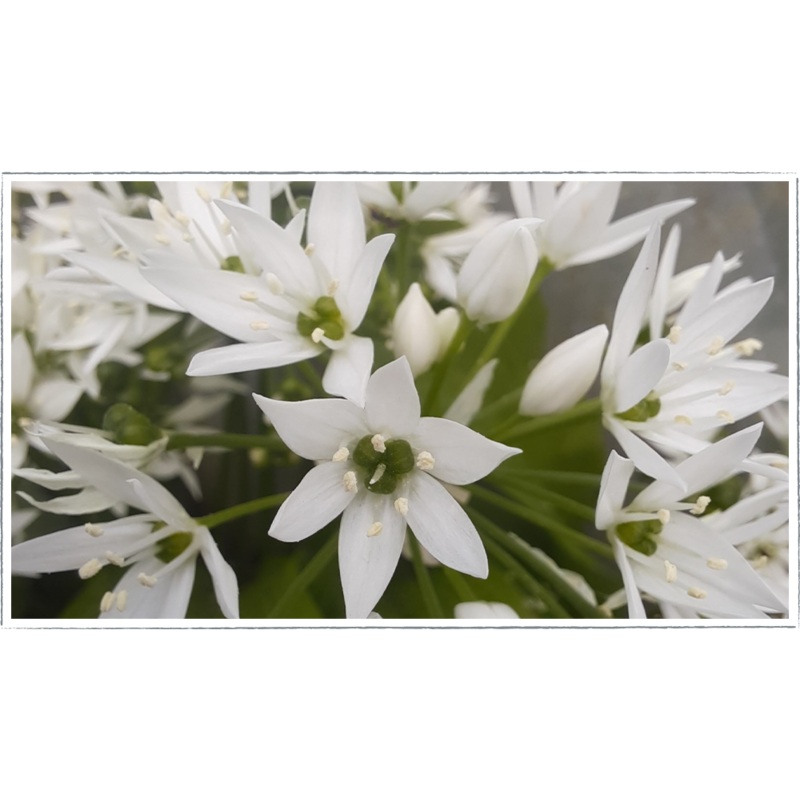 Garlic – wild|Allium ursinum