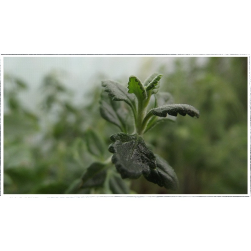 Germander – hedge|Teucrium x lucidrys