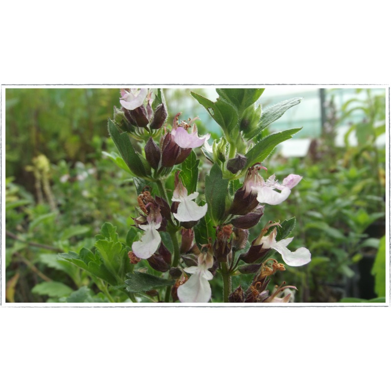 Germander – wall|Teucrium chameadrys