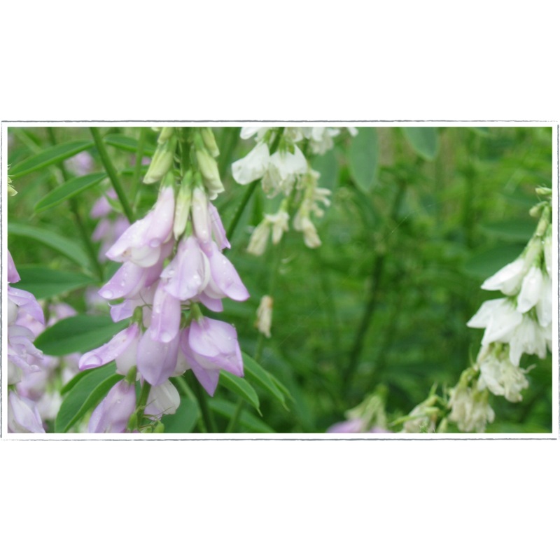 Goats rue|Galega officinalis