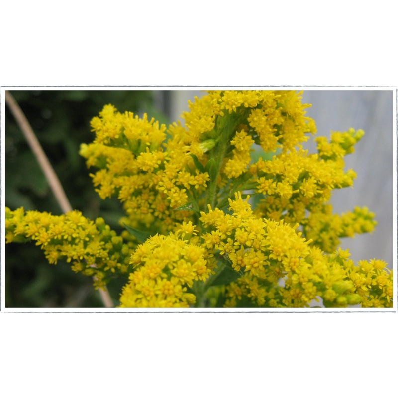 Goldenrod|Solidago Canadensis