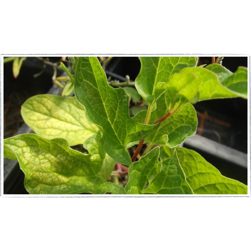 Good king Henry|Chenopodium bonus-henricus