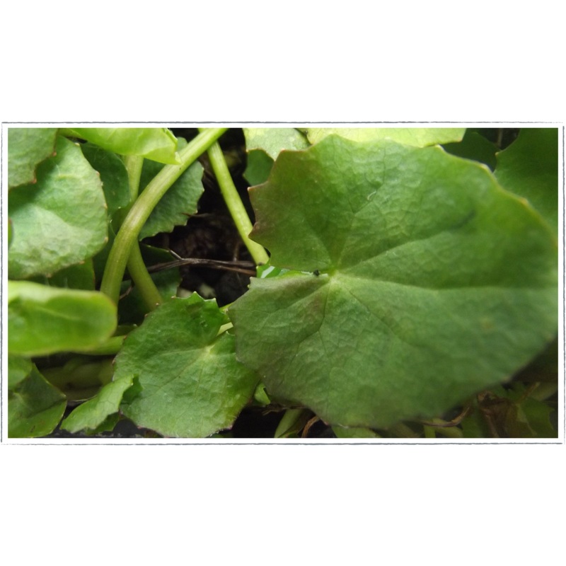 Gotu kola|Centella asiatica