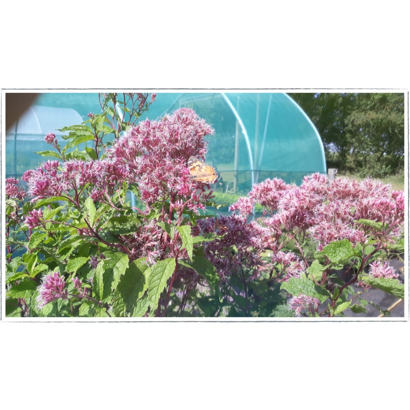 Gravelroot|Eupatorium purpureum