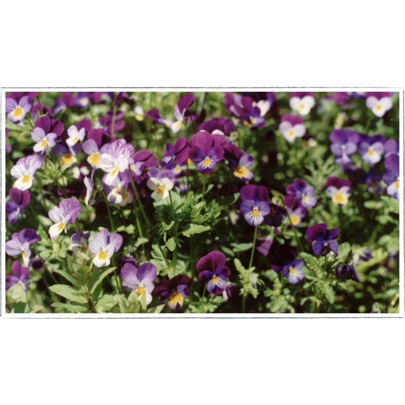 Heartsease|Viola tricolor