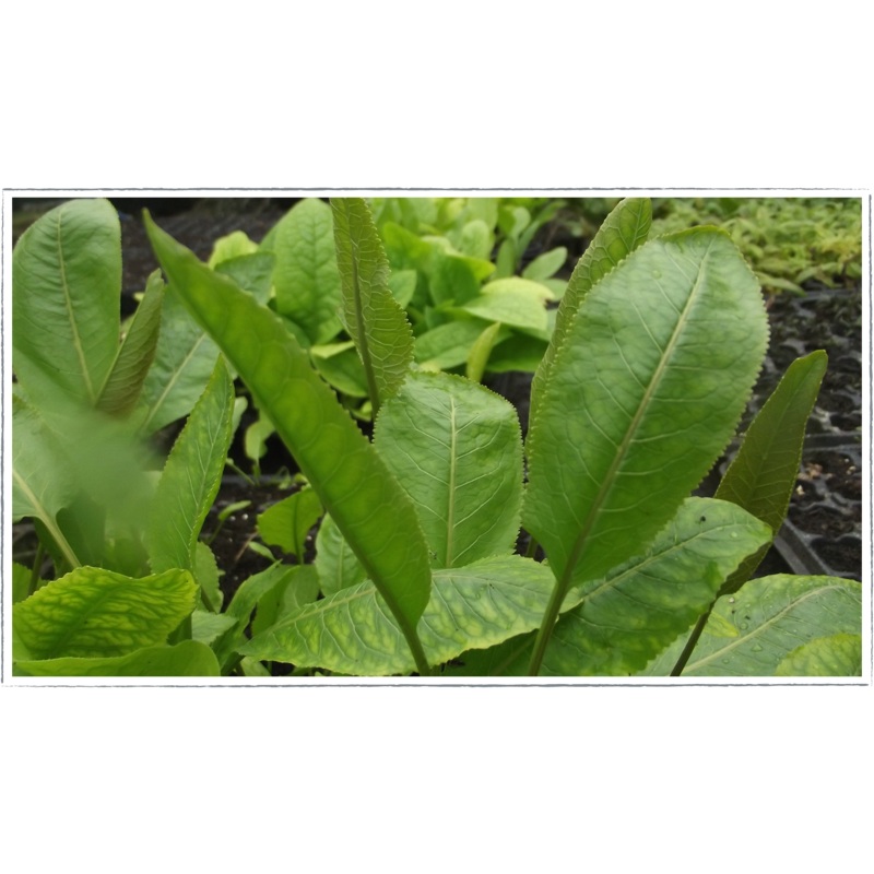 Horseradish|Armoracia rusticana