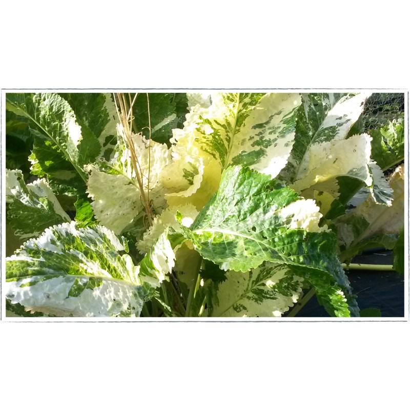 Horseradish – variegated|Armoracia rusticana variegata