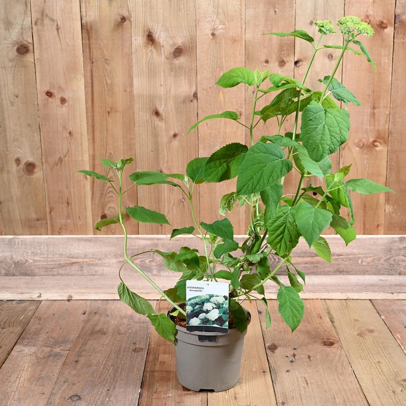 Hydrangea Arborenscens Annabelle 3L