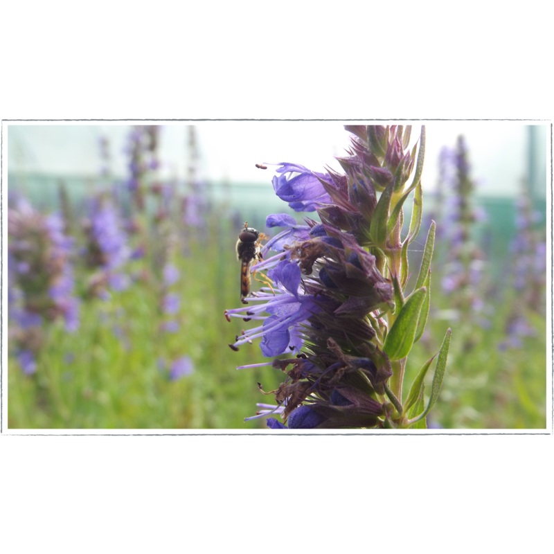Hyssop|Hyssopus officinalis