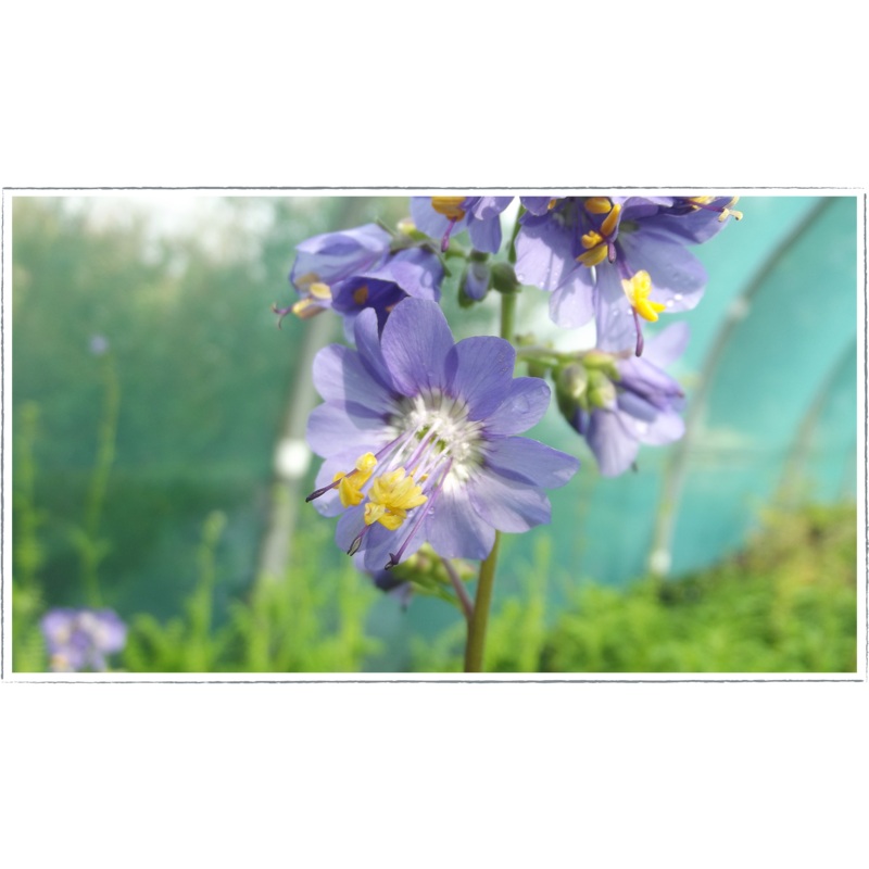Jacobs ladder|Polemonium caeruleum
