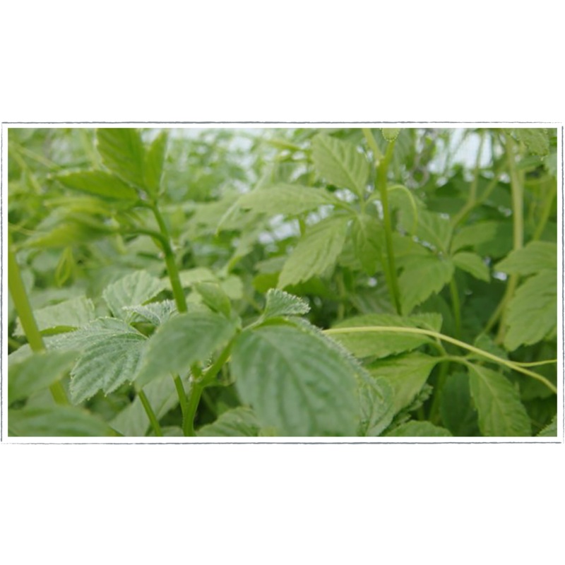 Jiaogulan|Gynostemma pentaphyllum