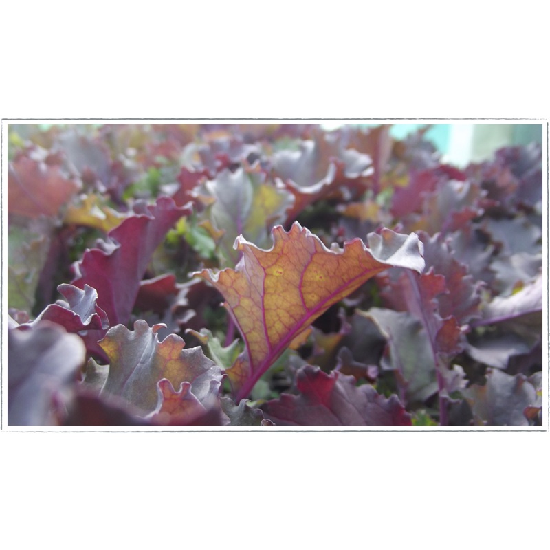 Kale|Brassica oleracea