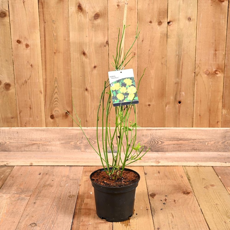 Kerria Japonica Pleniflora 3L