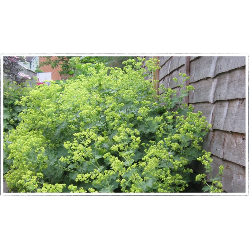 Lady’s mantle|Alchemilla vulgaris