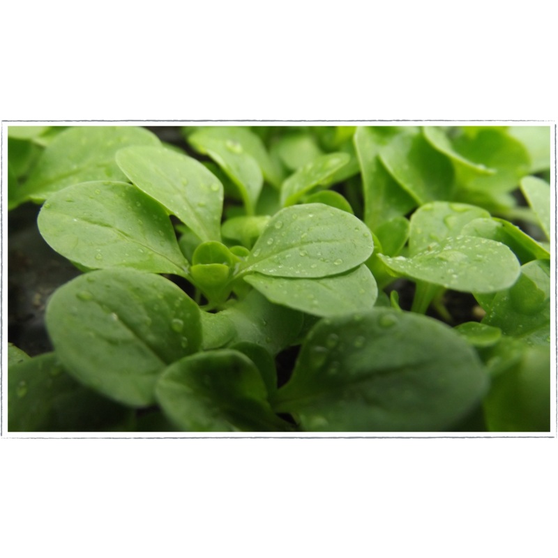 Lambs lettuce|Valerianella locusta
