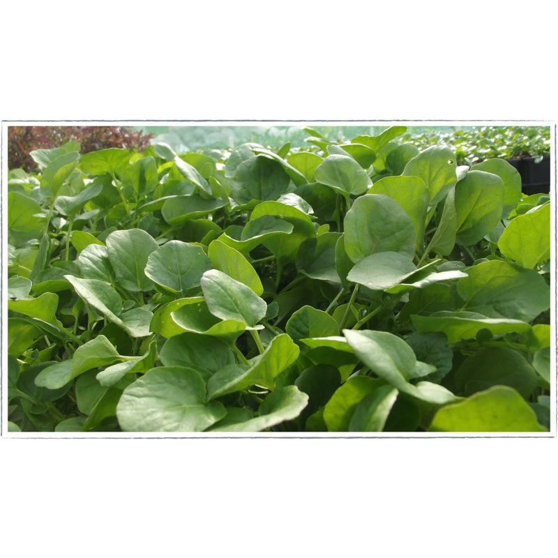Land cress|Barbarea verna