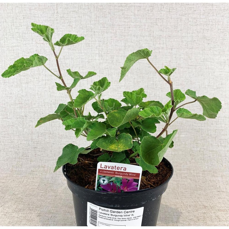 Lavatera ‘Burgundy Wine’ 3L