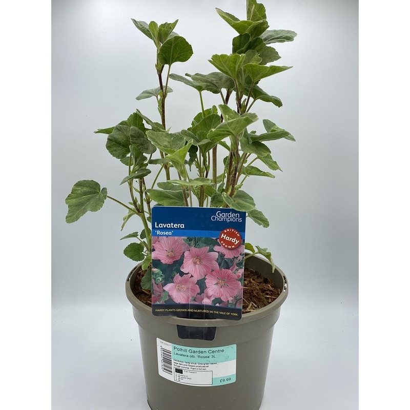 Lavatera ‘Rosea’ 3L