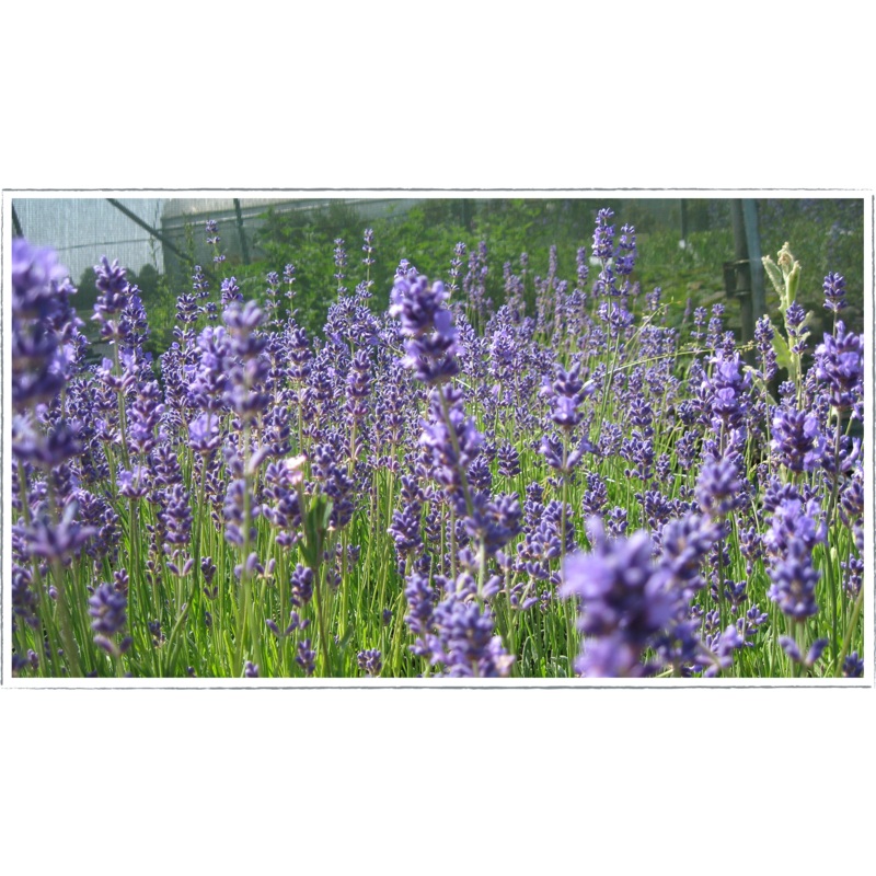 Lavender – hidcote|Lavendula angustifolia
