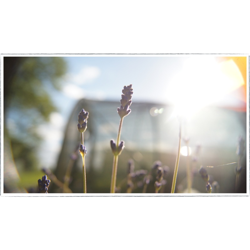 Lavender – munstead|Lavendula angustifolia