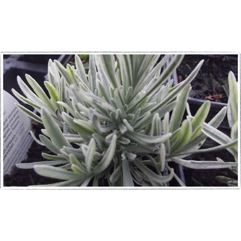 Lavender – platinum blonde|Lavendula angustifolia