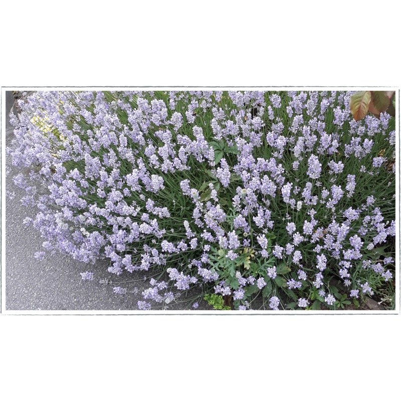 Lavender – rosea|Lavendula angustifolia