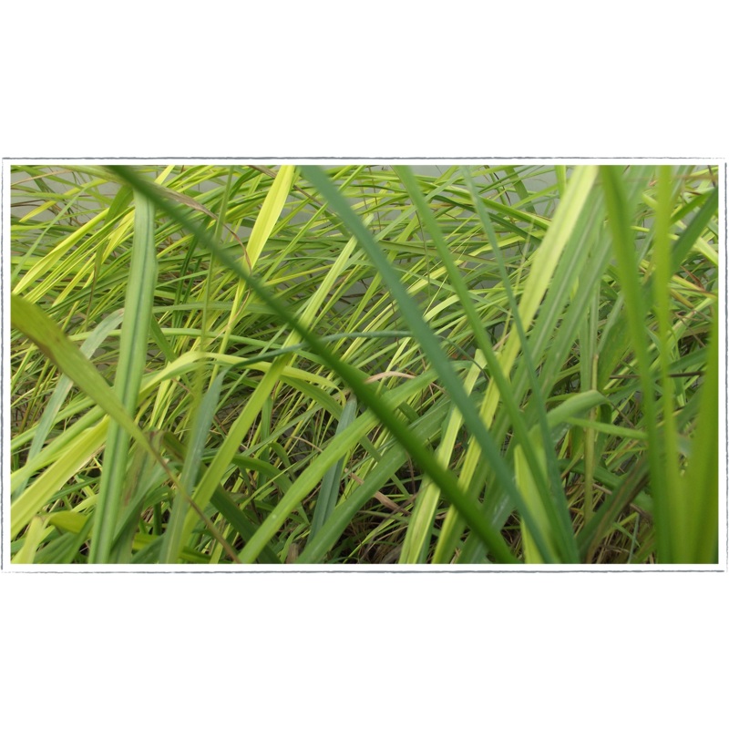 Lemon grass|Cymbopogon citratus