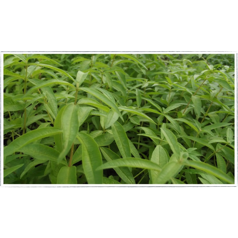 Lemon verbena|Lippia citriodora