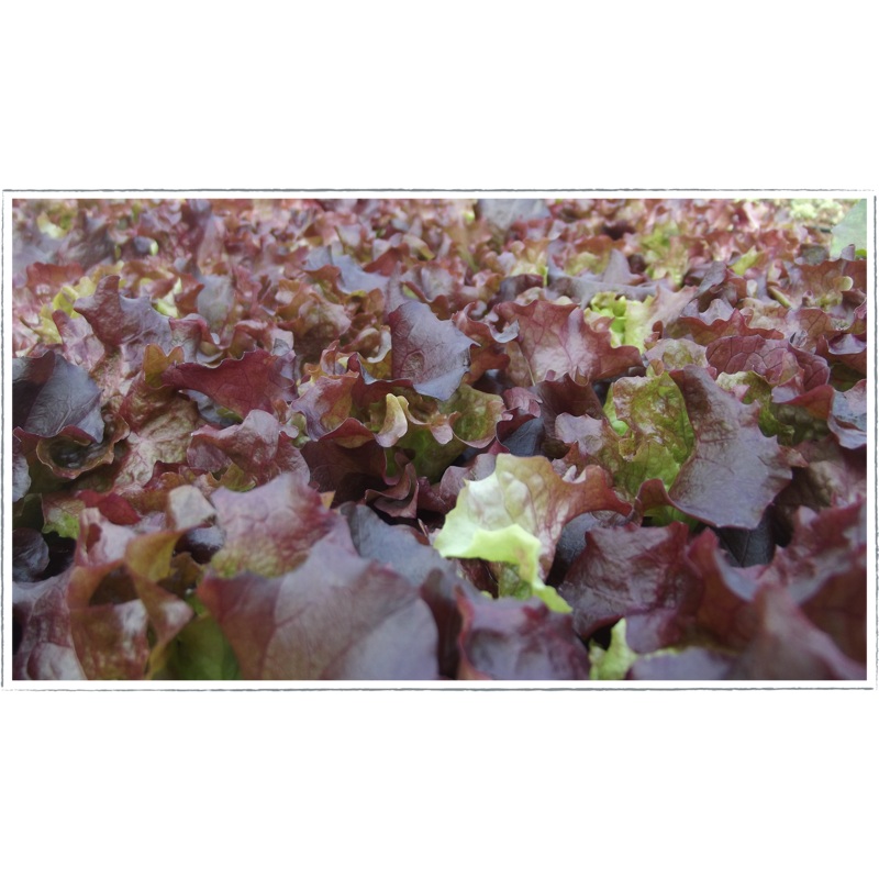 Lettuce – lollo rossa|Lactuca sativa
