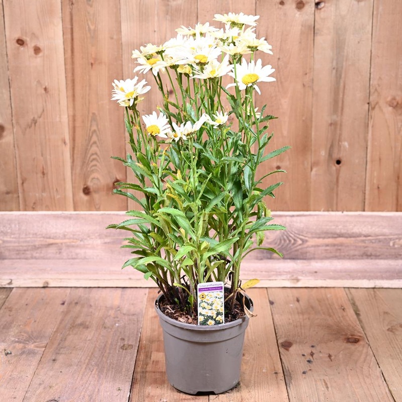Leucanthemum Banana Cream 3L