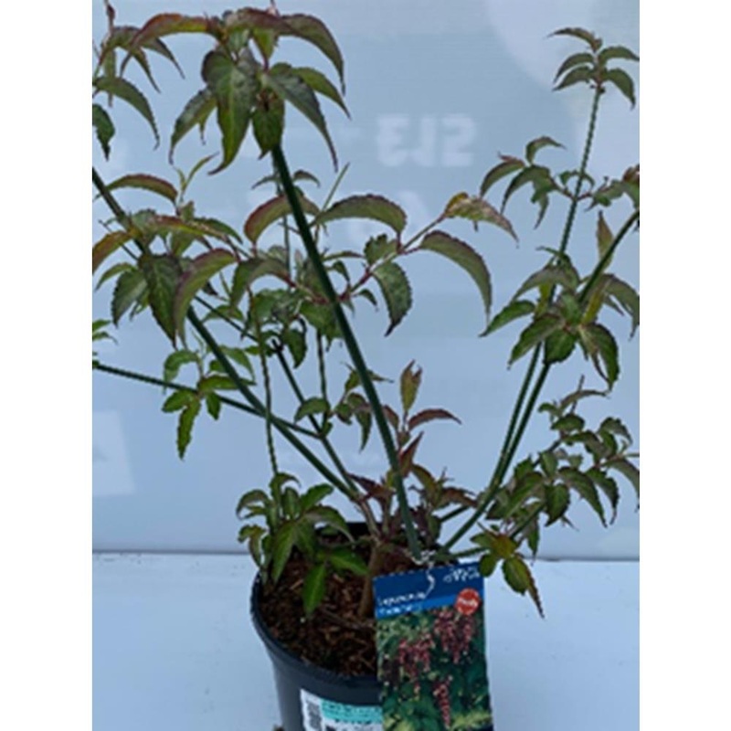 Leycesteria Formosa Purple Rain