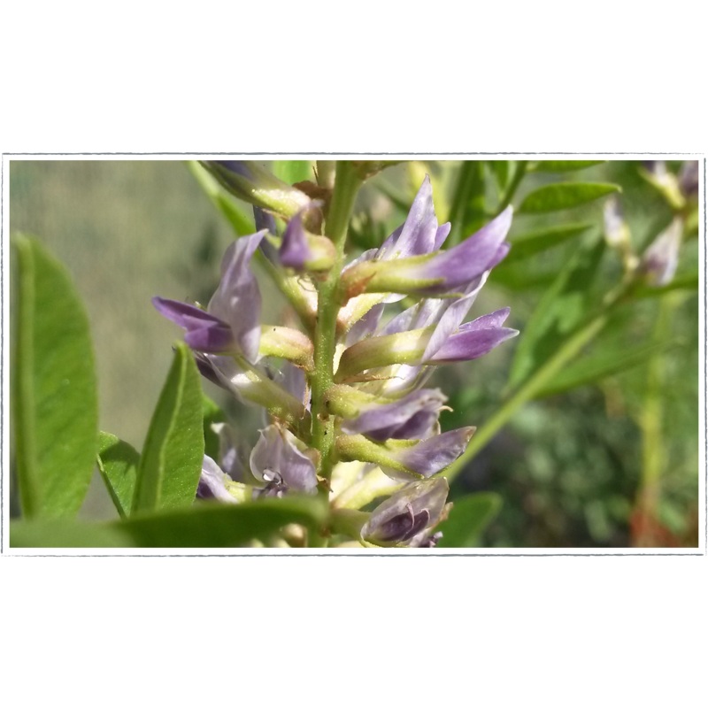 Liquorice|Glycyrrhiza Glabra