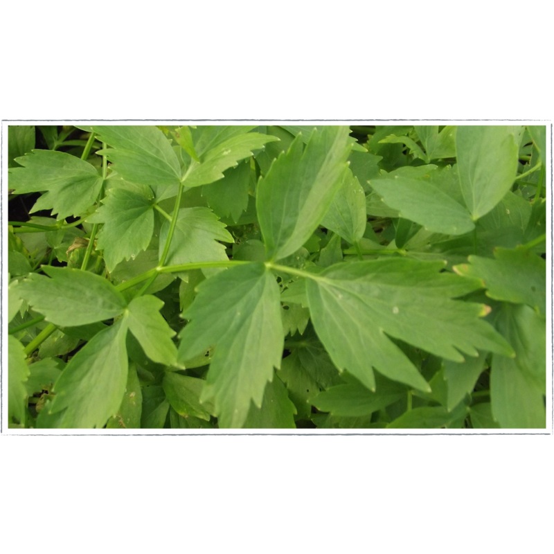 Lovage|Levisticum officinale