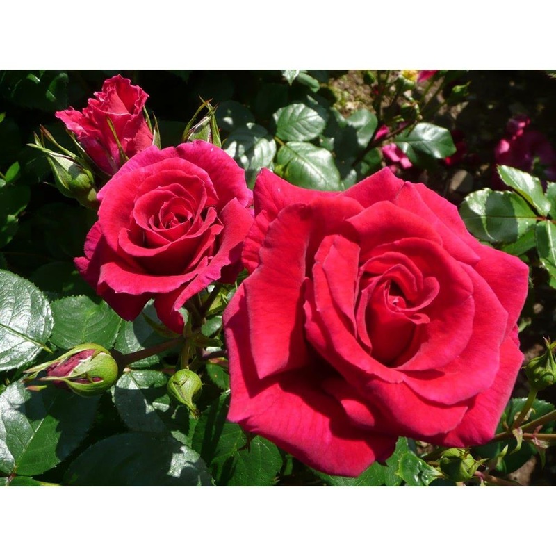 Lovestruck Premium Bush Rose Cherry 3L