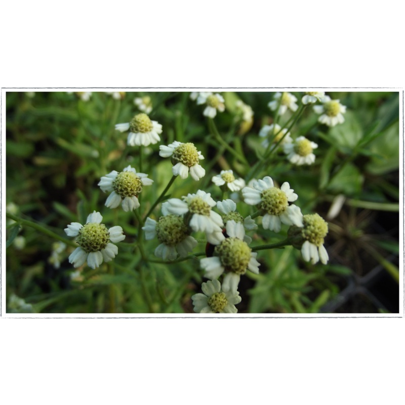 Mace – English|Achillea ageratum