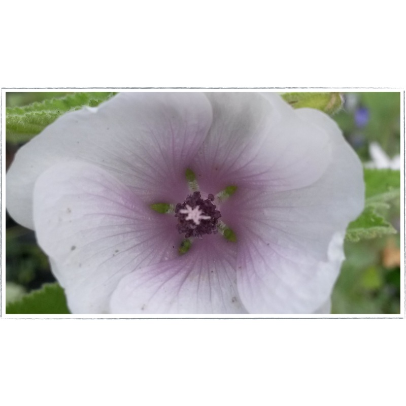 Mallow – marsh|Althaea officinalis