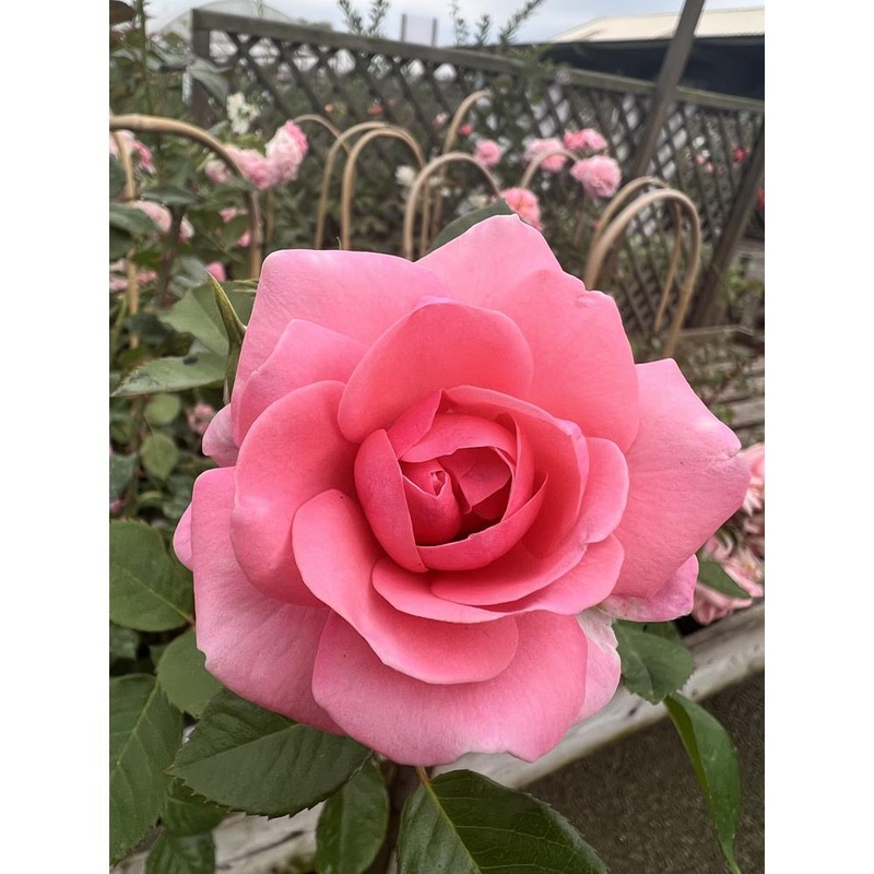 Mamma Mia Courtyard Premium Climbing Rose 4L