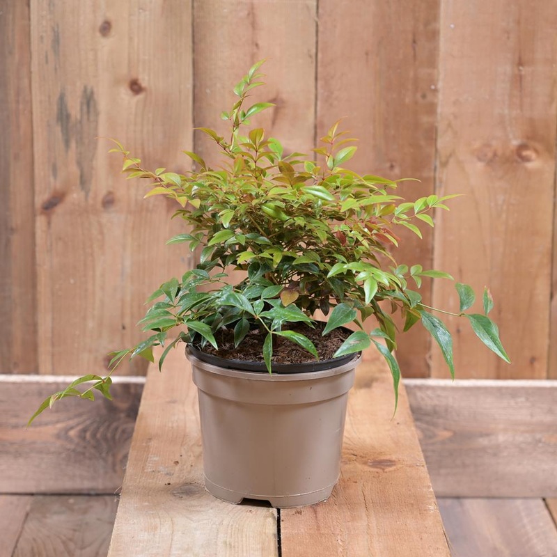 Nandina Domestica ‘Obsessed’ 2L