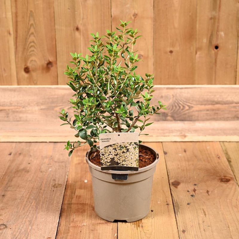 Olearia Haastii 3L
