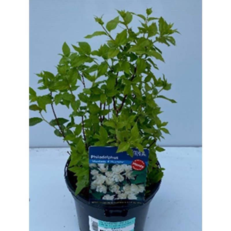 Philadelphus ‘Manteau D’Hermine’ 3L