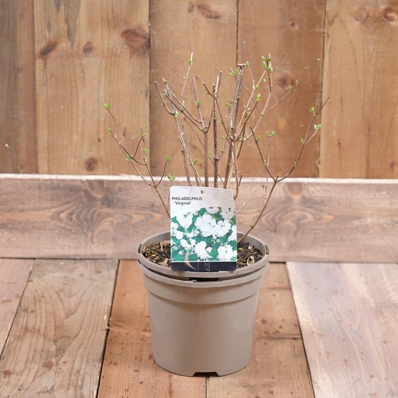 Philadelphus ‘Virginal’ 3L