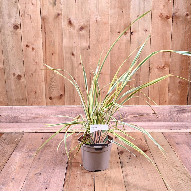 Phormium Golden Ray 3L