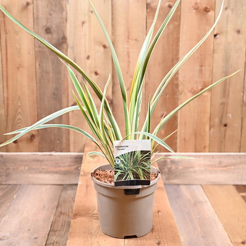Phormium Tricolor 3L