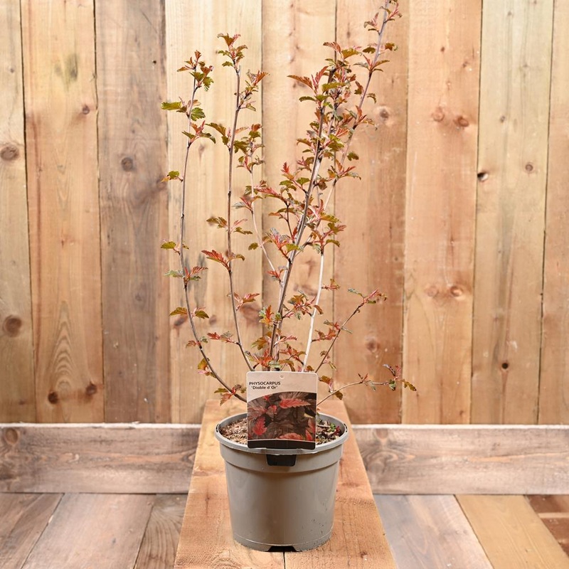 Physocarpus ‘Diable D’Or’ 3L