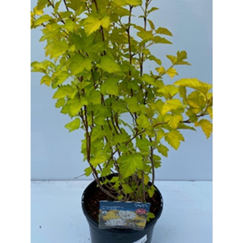 Physocarpus ‘Diabolo’ 3L