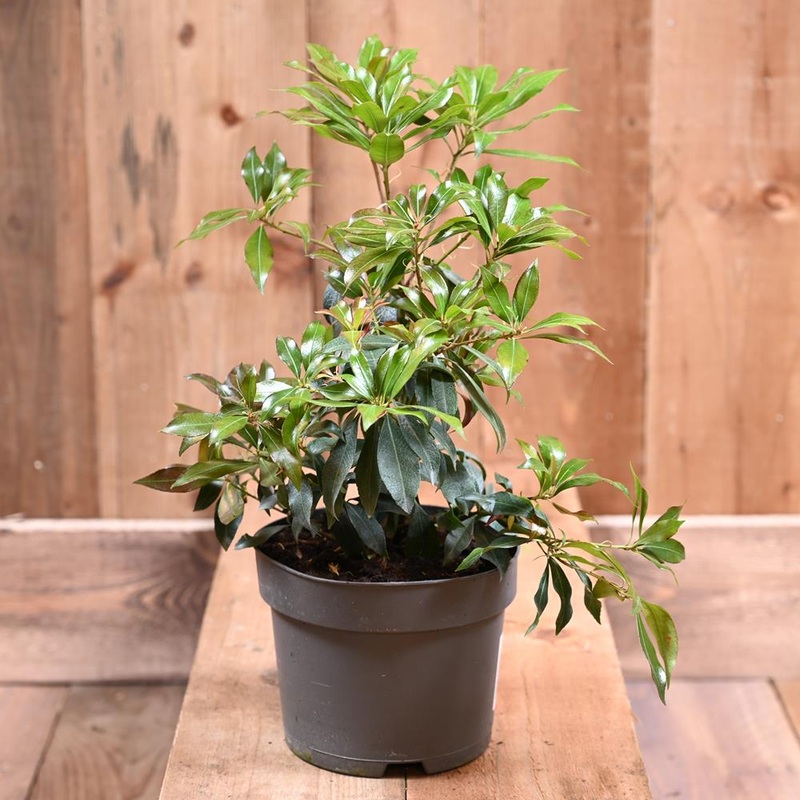 Pieris ‘Katsura’ 2L