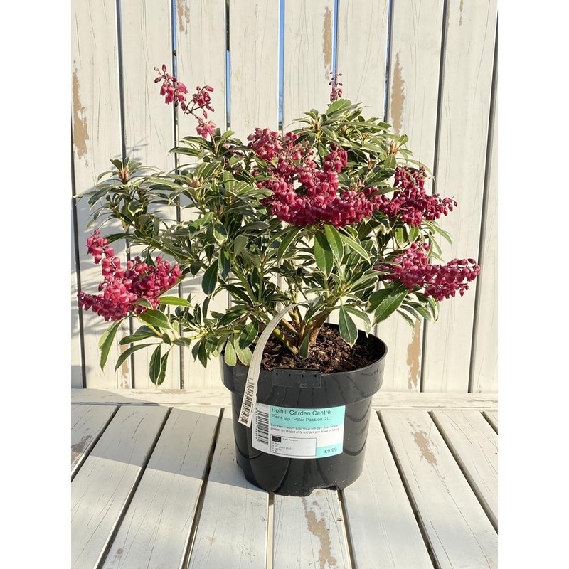 Pieris ‘Polar Passion’ 2L