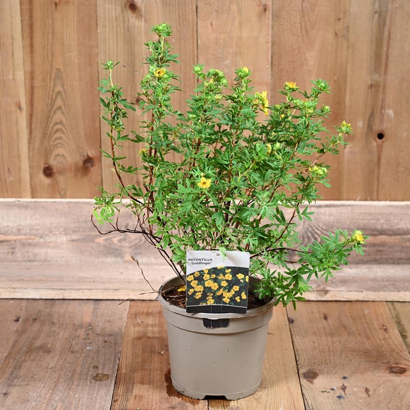 Potentilla Frut. Goldfinger 3L